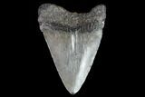 Juvenile Megalodon Tooth - Georgia #99144-1